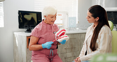 Buy stock photo Woman, mature dentist and mould for brushing teeth in clinic for demonstration, technique and hygiene tips. People, patient and model for oral cleaning, dental procedure and process for treatment