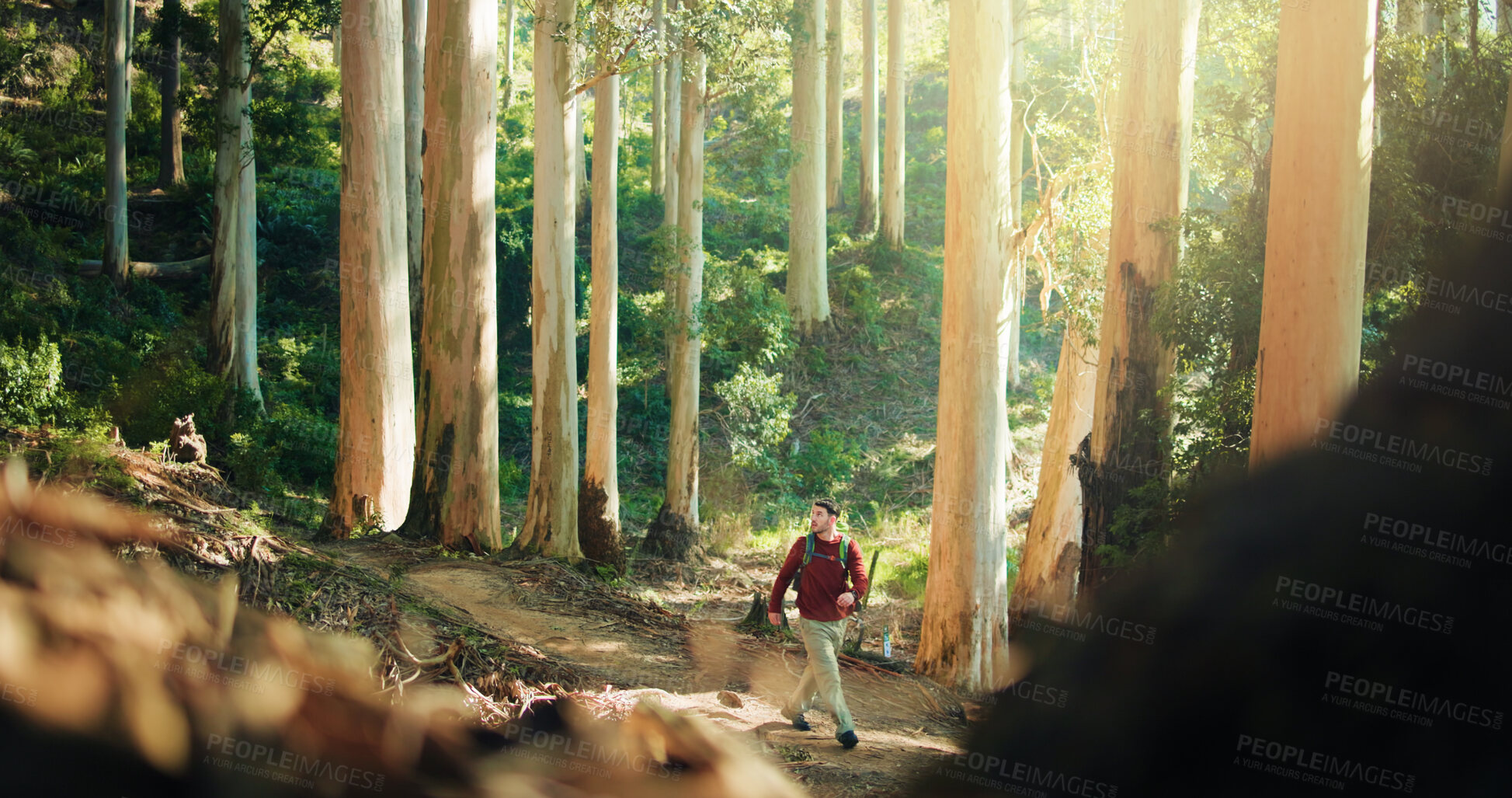 Buy stock photo Man, hiking and walk in woods for adventure, sightseeing and nature for tourism on summer vacation. Person, outdoor and trekking in forest, explore or travel in countryside at park in New Zealand