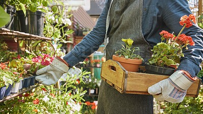 Buy stock photo Hands, crate and flowers with a gardener working in a nursery as a florist in a small business startup. Spring, nature and growth with a plants employee at work in agriculture or sustainability