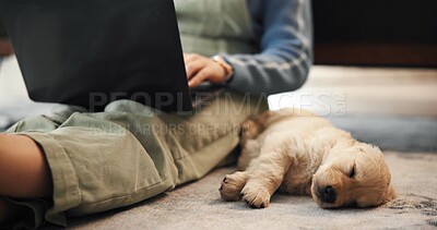 Buy stock photo Laptop, person and puppy on floor in home for domestic companion, insurance and remote work. Freelancer, dog owner and online research with sleeping pet for security, loyalty and furry best friend