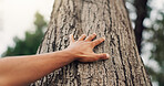 Hand, touch tree and bark in forest with survey for endangered species, conservation or protection. Person, arborist and trunk for sustainability, stop deforestation and climate change at environment
