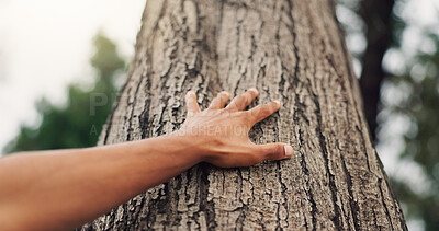 Buy stock photo Hand, touch tree and bark in forest for endangered species, conservation or growth at national park. Person, arborist and trunk for sustainability, stop deforestation or climate change in environment