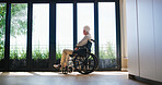 Wheelchair, senior man and thinking at window with memory, reflection and lonely in home. Retirement, mobility aid and back of elderly person with depression for loss, nostalgic view or mental health