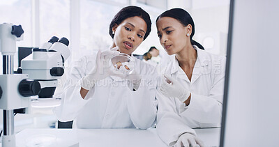 Buy stock photo Collaboration, petri dish and science with women in laboratory together for medical research. Conversation, pharmaceuticals and sample with doctors at work on clinical trial for cure development