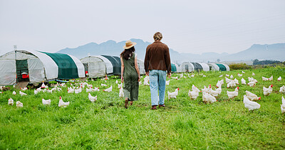 Buy stock photo Back, chicken and walking with people on farm together for agriculture or sustainability. Agribusiness, collaboration and poultry with farmer team outdoor on grass field for free range livestock