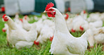 Countryside, chicken or animal on farm for agriculture, meat production or free range egg business. Rural, group of birds outdoor in field for eating grass, sustainable poultry or livestock industry.