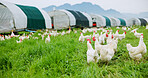 Countryside, flock of chickens on farm for agriculture, meat production or free range egg business. Rural, bird or animal outdoor in field for eating grass, sustainable poultry or livestock industry.