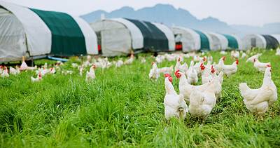Buy stock photo Countryside, flock of chickens on farm for agriculture, meat production and free range egg ranch. Rural, bird and animal outdoor in field for eating grass, sustainable poultry and livestock industry.