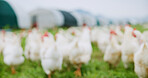 Walking, flock of chickens on farm for agriculture, meat production and free range egg business. Blur, birds and animals outdoor in field for eating grass, sustainable poultry and livestock industry.