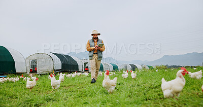 Buy stock photo Chicken, farm and man with tablet for agriculture, poultry flock records or livestock update. Animal tracking, report and organic ranch with farmer for sustainable free range eggs in countryside