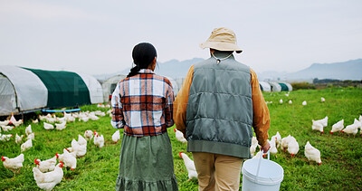 Buy stock photo Back, chicken and collaboration with people on farm together for agriculture or sustainability. Agribusiness, poultry and walking with farmer team outdoor on grass field for free range livestock