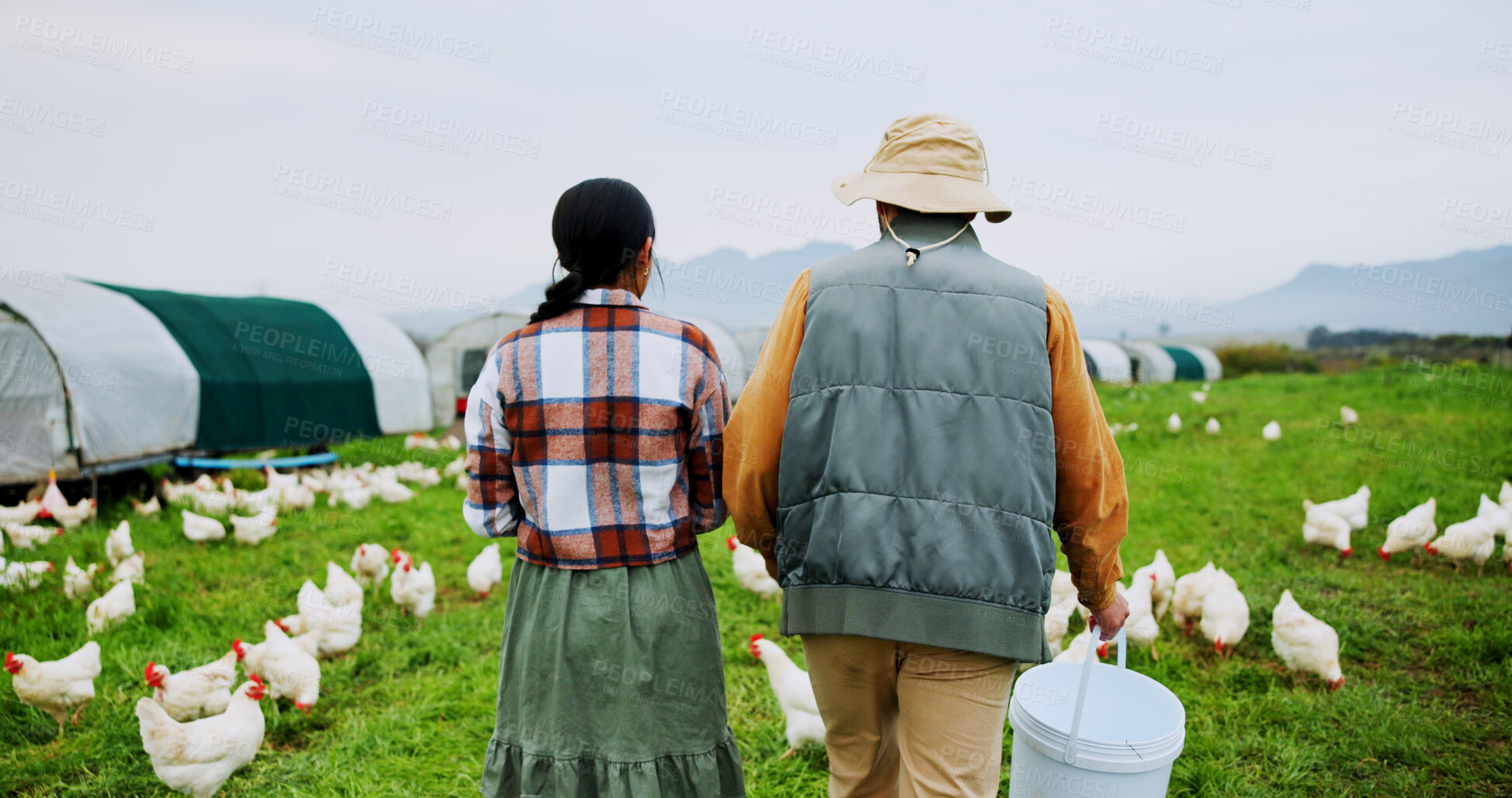 Buy stock photo Back, chicken and collaboration with people on farm together for agriculture or sustainability. Agribusiness, poultry and walking with farmer team outdoor on grass field for free range livestock
