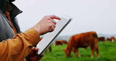 Buy stock photo Hands, tablet and scroll for farming, cows or checklist for bovine animal wellness on field. Person, farmer and cattle with app, review and tech for agriculture with food production in countryside
