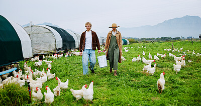 Buy stock photo Chicken, food and walking with people on farm together for agriculture or green sustainability. Agribusiness, collaboration and poultry with farmer team feeding live stock outdoor on grass field