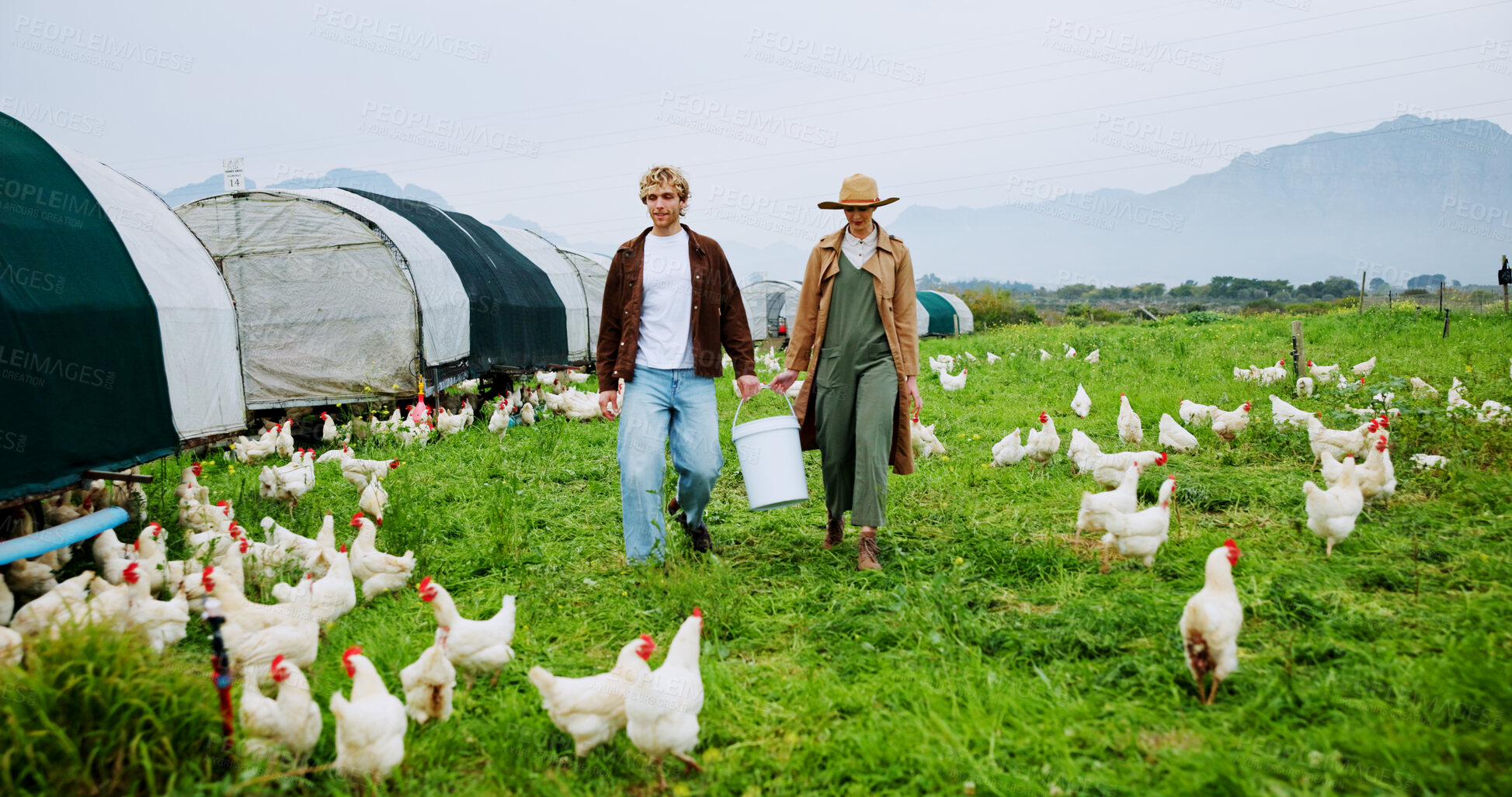 Buy stock photo Chicken, food and walking with people on farm together for agriculture or green sustainability. Agribusiness, collaboration and poultry with farmer team feeding live stock outdoor on grass field
