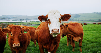 Buy stock photo Agriculture, portrait or cow in nature for conservation, food and sustainable farming with landscape. Organic, livestock or animal in countryside with grass, meat or milk production on cattle ranch.