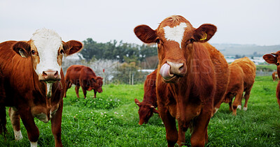 Buy stock photo Agriculture, portrait or cow in field with eating, conservation or sustainable farming with landscape. Organic, livestock or animal in countryside with grass, meat or milk production on cattle ranch.
