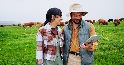 Buy stock photo Couple, entrepreneur or tablet with cows on grass field, inspection or agriculture in diary farming. Sustainable business, pasture or people with tech to check milk production, cattle or teamwork