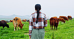 Back, woman and walk on farm with cattle for livestock, meat production and sustainable dairy business. Farmer, female person and journey in field for grass fed cows, animals and organic agriculture.