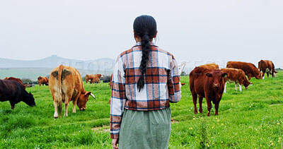 Buy stock photo Back, woman and walk on farm with cattle for livestock, meat production and sustainable dairy business. Farmer, female person and journey in field for grass fed cows, animals and organic agriculture.