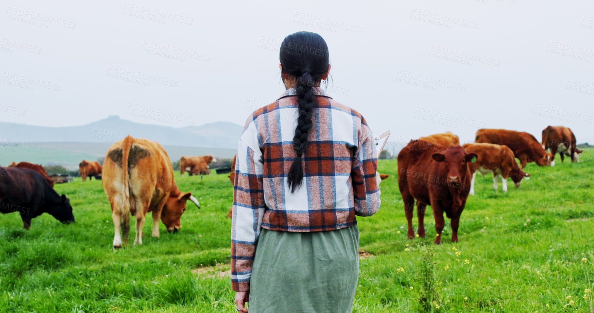 Buy stock photo Back, woman and walk on farm with cattle for livestock, meat production and sustainable dairy business. Farmer, female person and journey in field for grass fed cows, animals and organic agriculture.