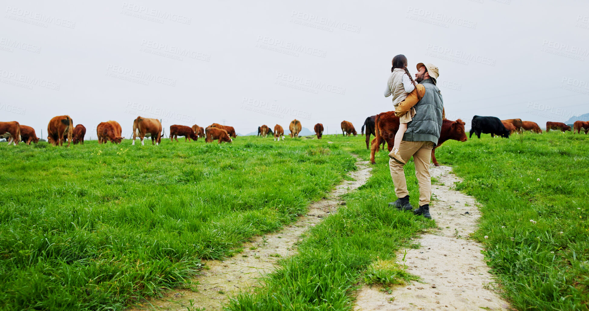 Buy stock photo Farm, cows and back of dad with child in field for bonding, sustainability and agriculture. Family, countryside and father with girl outdoor for support with cattle production, growth and environment