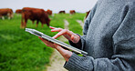 Woman, hands and farm with tablet for agriculture, livestock or economic production in countryside. Closeup, female person or farmer with cows, animals or technology for agro business or development
