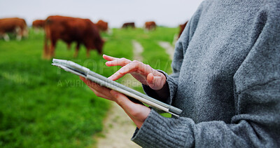 Buy stock photo Woman, hands and farm with tablet for agriculture, livestock or economic production in countryside. Closeup, female person or farmer with cows, animals or technology for agro business or development