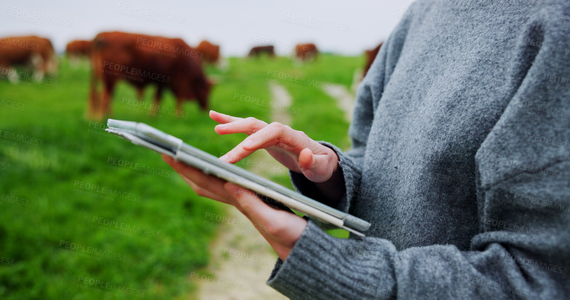 Buy stock photo Woman, hands and farm with tablet for agriculture, livestock or economic production in countryside. Closeup, female person or farmer with cows, animals or technology for agro business or development