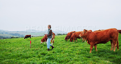 Buy stock photo Cattle, tablet and walking with man on farm for agriculture or sustainability management. App, cows and research with farmer person outdoor in countryside for agribusiness development or planning
