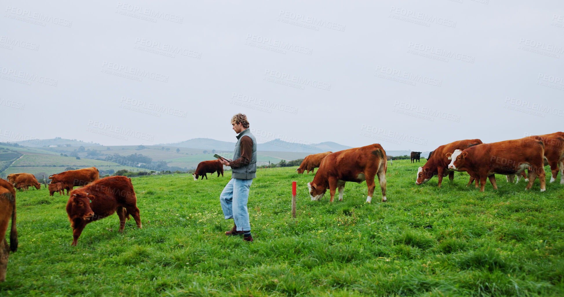 Buy stock photo Cows, tablet and walking with man on farm for agriculture or sustainability management. App, cattle and research with farmer person outdoor in countryside for agribusiness development or planning