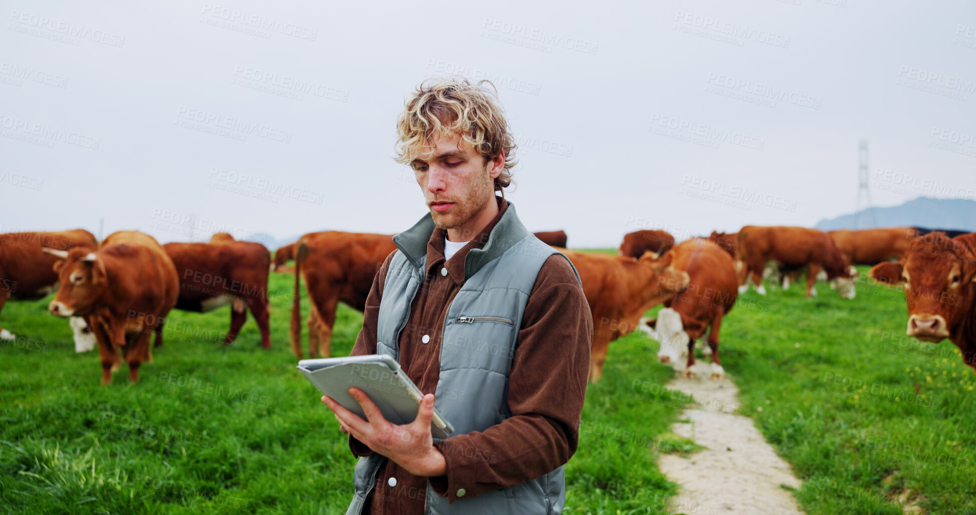 Buy stock photo Man, tablet and click for farming, cattle or checklist for livestock management with space. Person, farmer and cows with application, review and agriculture stats with food production in countryside