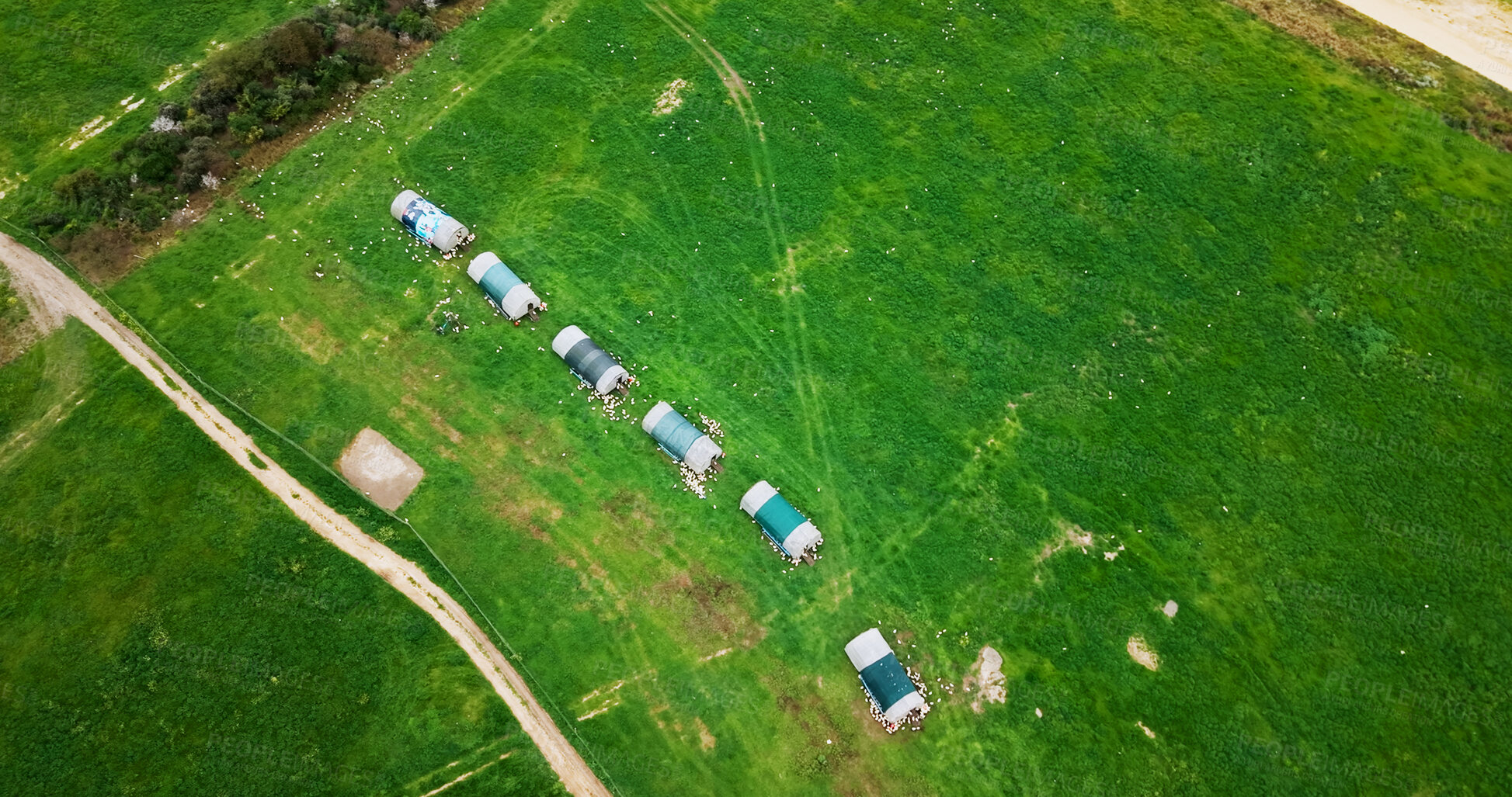 Buy stock photo Above, agribusiness and coop on chicken farm for free range or organic sustainability of environment. Aerial, agriculture and space with hen house on green landscape for livestock or poultry industry