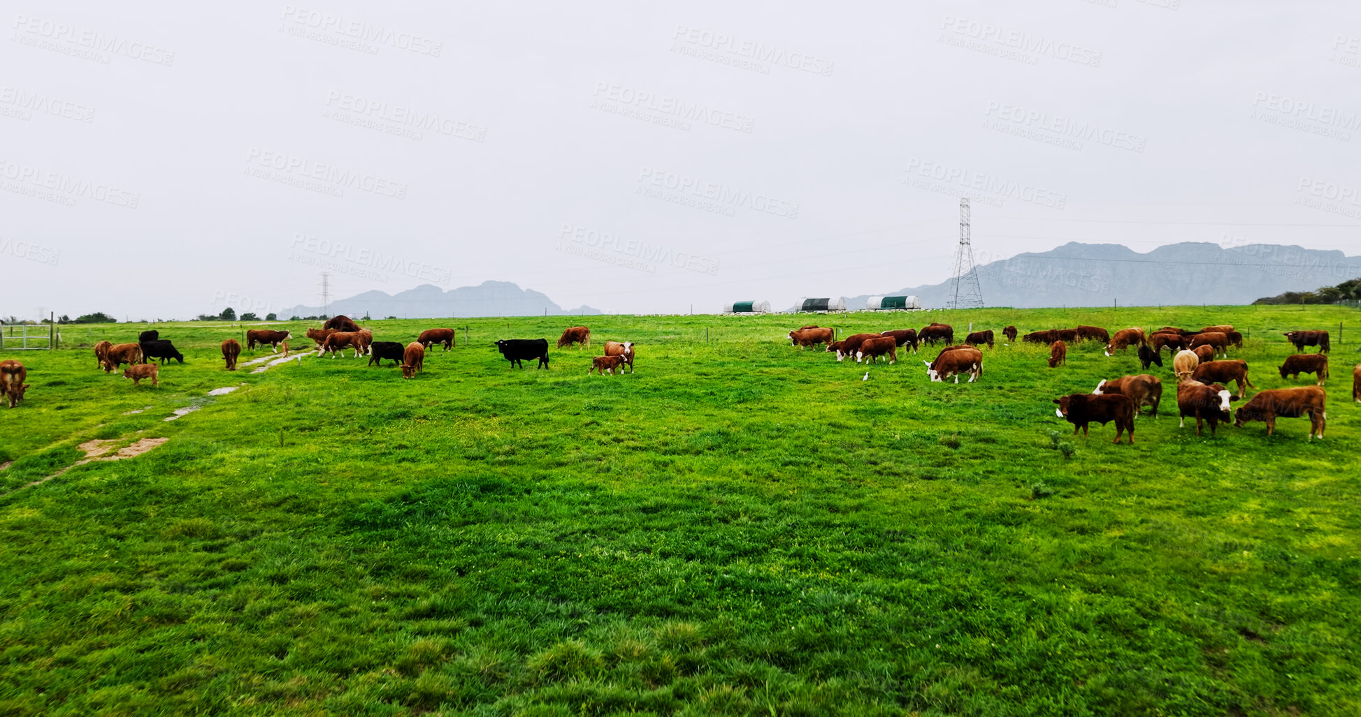 Buy stock photo Landscape, environment and cow in countryside for agriculture, eating and livestock for sustainable dairy. Space, conservation and animal on farm for production, meat or milk industry on cattle ranch
