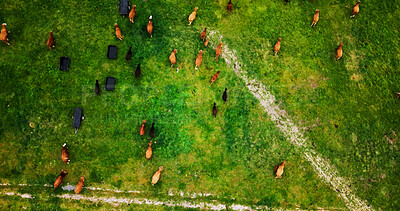 Buy stock photo Landscape, aerial and cow on farm for agriculture, grazing and livestock for sustainable dairy. Top view, conservation and animal on field with eating, meat or milk industry on cattle ranch.