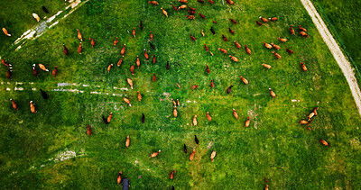 Buy stock photo Landscape, aerial and cow in countryside for agriculture, eating and livestock for sustainable dairy. Top view, conservation and animal on farm for production, meat or milk industry on cattle ranch.