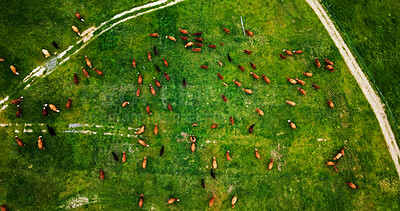 Buy stock photo Landscape, arial and cattle on farm for agriculture, herd and livestock for sustainable dairy. Top view, conservation and animal in countryside with eating, meat or milk industry on cow ranch.