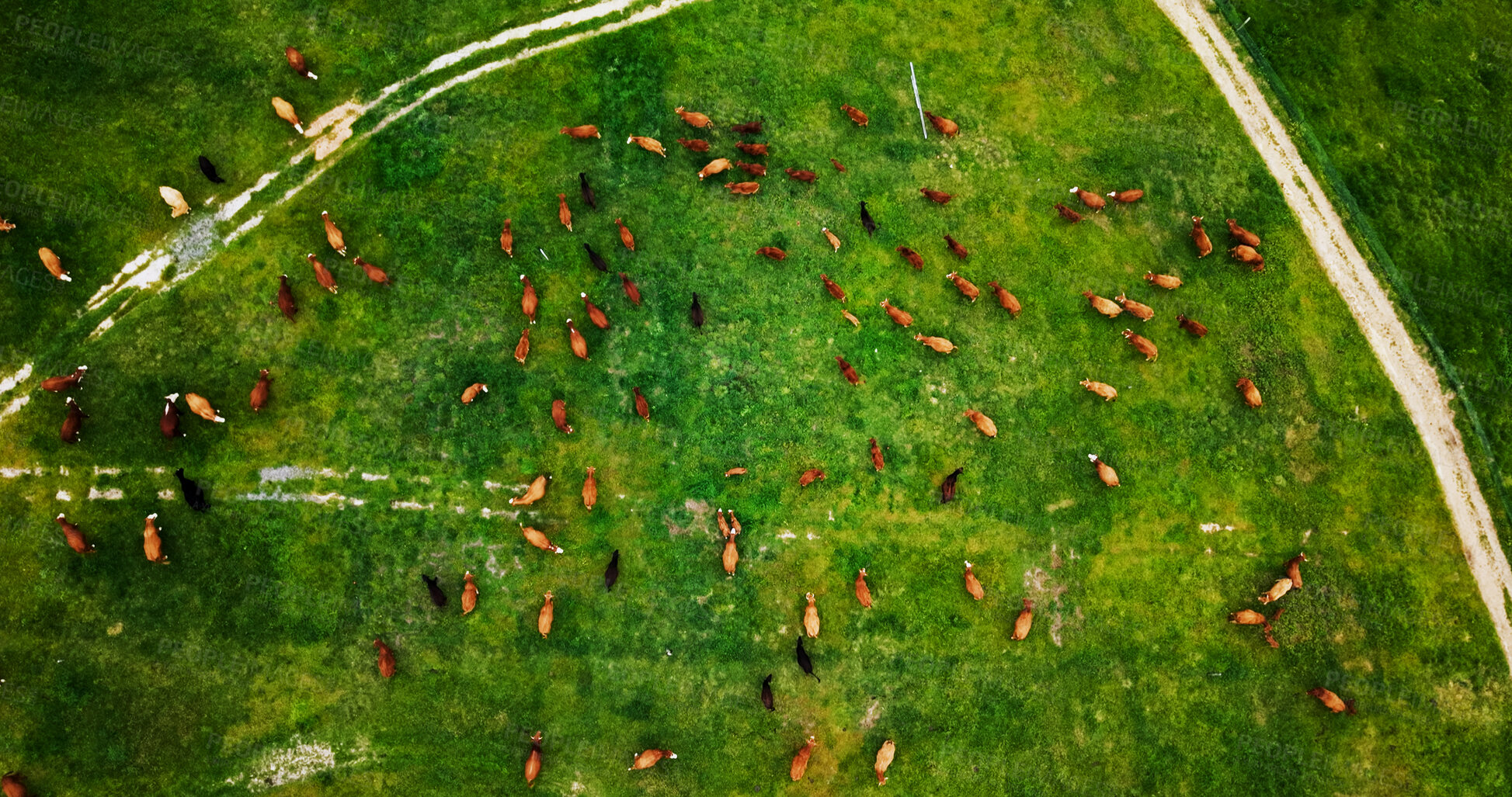 Buy stock photo Landscape, arial and cattle on farm for agriculture, herd and livestock for sustainable dairy. Top view, conservation and animal in countryside with eating, meat or milk industry on cow ranch.