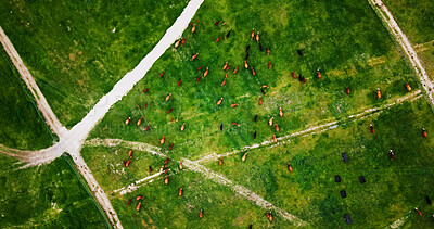 Buy stock photo Above, agriculture and cows on farm landscape for conservation or livestock sustainability. Aerial, cattle and environment with herd of animals on grass field outdoor for dairy, beef or agribusiness