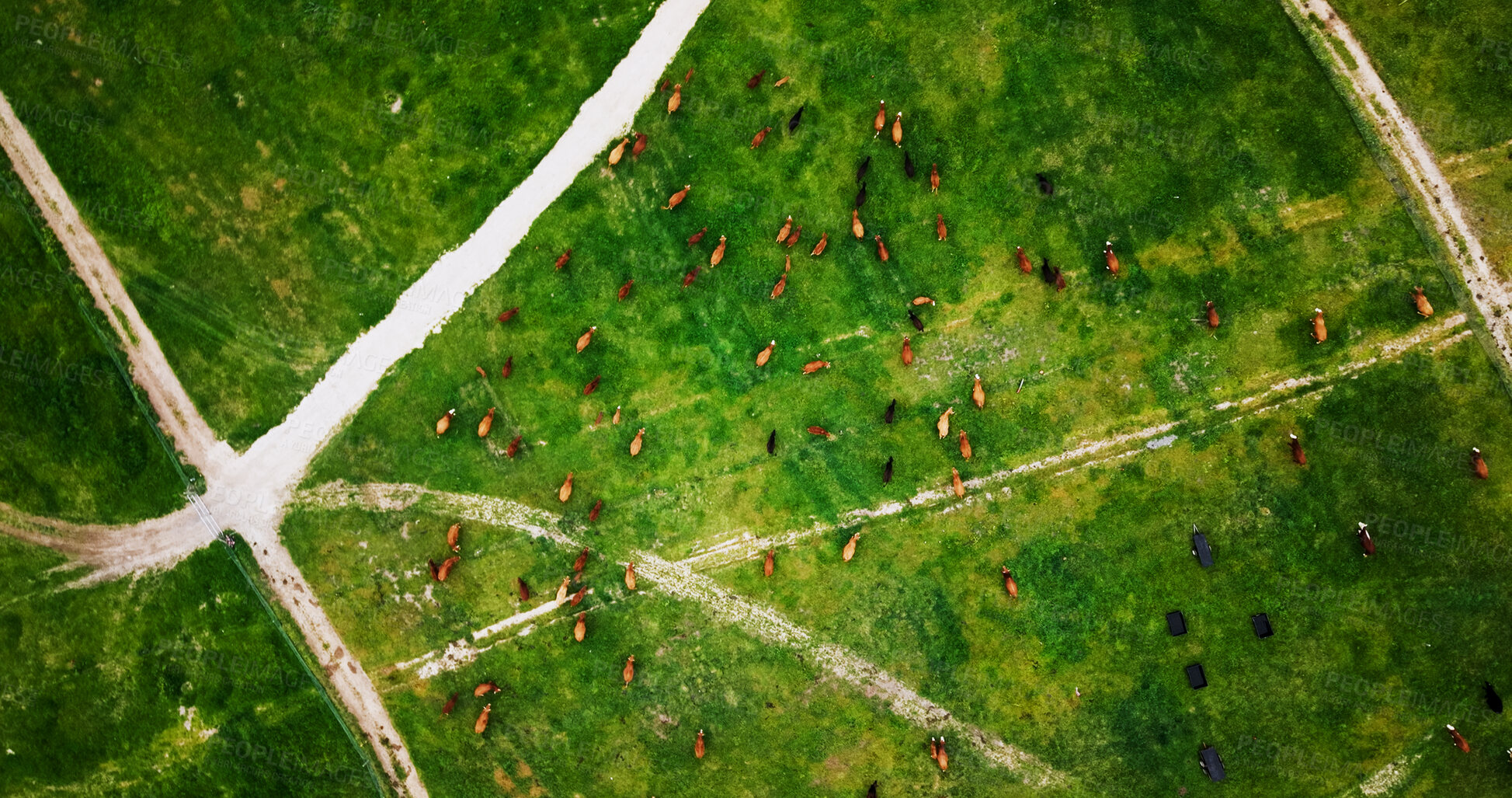 Buy stock photo Above, agriculture and cows on farm landscape for conservation or livestock sustainability. Aerial, cattle and environment with herd of animals on grass field outdoor for dairy, beef or agribusiness