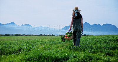 Buy stock photo Farm, walking and back of woman with vegetables for growth, healthy crops and harvest. Agriculture, space and person with basket for environment, ecology and organic produce for sustainability