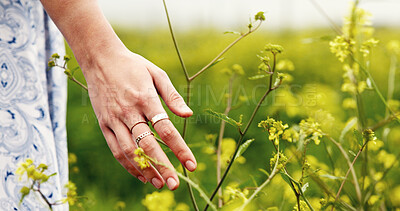 Buy stock photo Hand, flowers and woman in field, environment and earth day with journey, calm and vacation. Outdoor, plants or person with adventure, touching and summer holiday with nature, walking and countryside