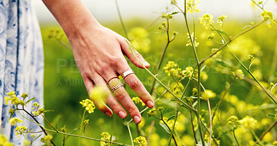 Buy stock photo Hand, flowers and woman in field, countryside and environment with journey, calm and vacation. Outdoor, plants or person with adventure, earth day and summer holiday with tourist or walking in Canada