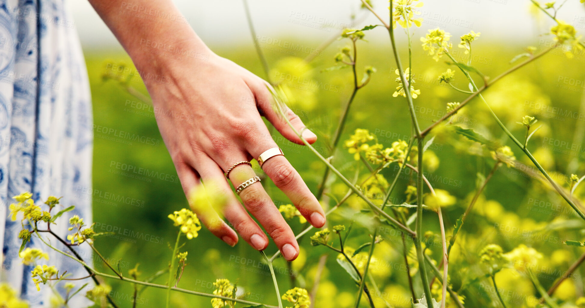 Buy stock photo Hand, flowers and woman in field, countryside and environment with journey, calm and vacation. Outdoor, plants or person with adventure, earth day and summer holiday with tourist or walking in Canada