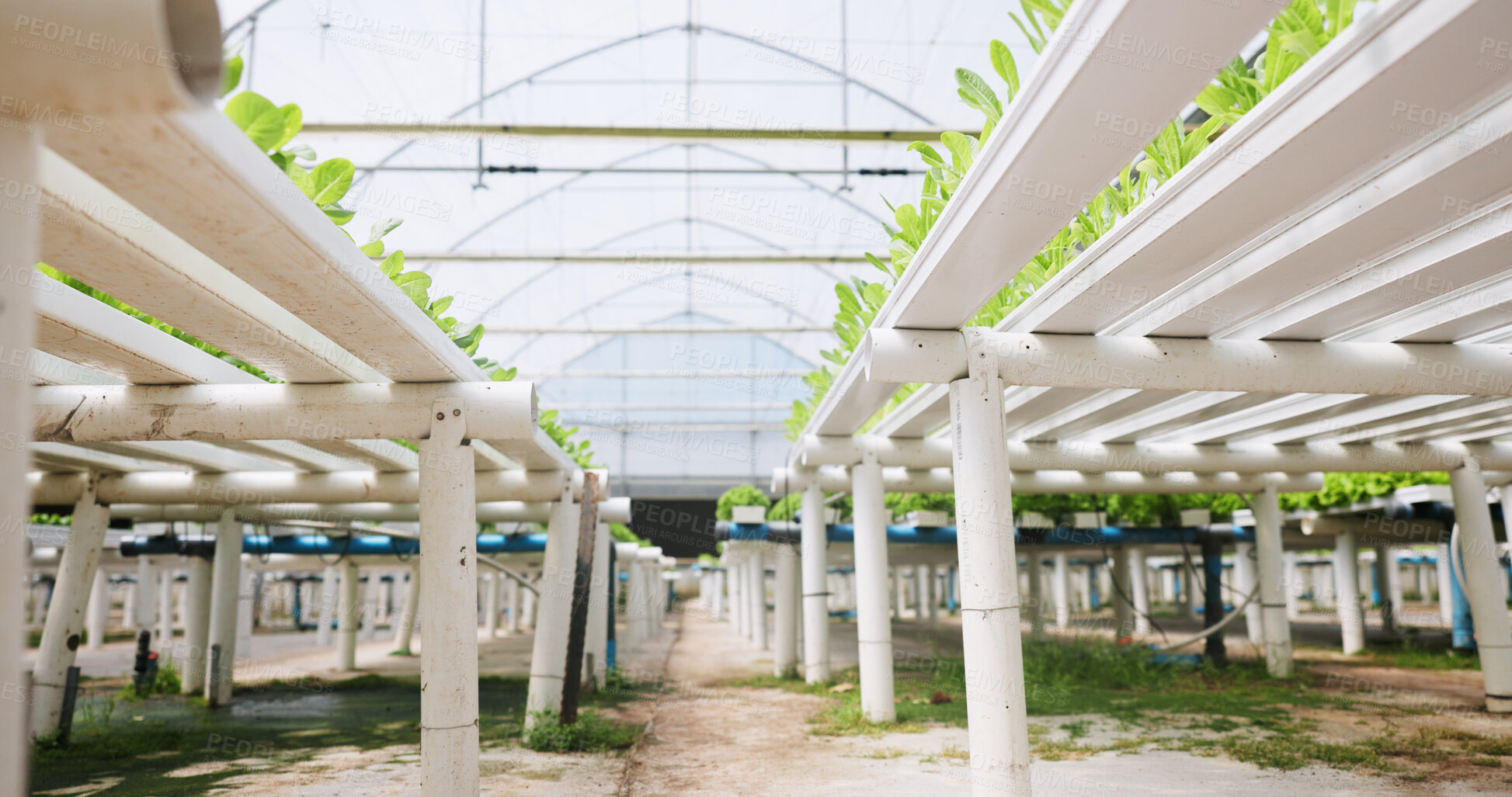 Buy stock photo Plants, growth and sustainability in greenhouse, structure and eco friendly for vegetables or crops. Healthy, produce and environment for food production, hydroponic farming or agriculture innovation