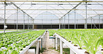 Plants, growth and eco friendly in greenhouse, structure and sustainability for vegetables or crops. Healthy, produce and environment for food production, hydroponic farming or agriculture innovation