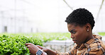 Farm, check and black woman with plants in greenhouse for growth, crop quality and inspection for health. Agriculture, nature and person with organic produce, harvest or vegetables for sustainability