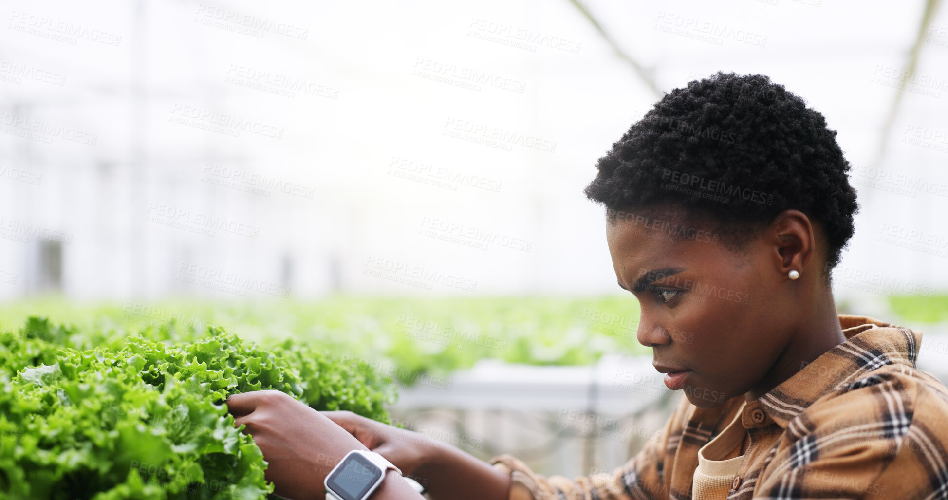 Buy stock photo Farm, check and black woman with plants in greenhouse for growth, crop quality and inspection for health. Agriculture, nature and person with organic produce, harvest or vegetables for sustainability