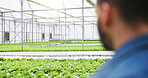 Man, back and greenhouse with inspection for agriculture, sustainability and growth for leafy greens. Person, plants and industrial farming with vegetables, check and eco friendly for food production