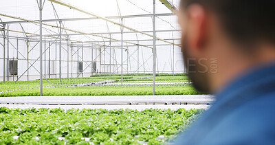 Buy stock photo Man, back and greenhouse with inspection for agriculture, sustainability and growth for leafy greens. Person, plants and industrial farming with vegetables, check and eco friendly for food production